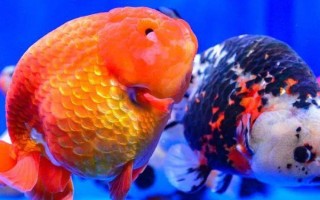 金鱼可以与哪些鱼类混养，可与与孔雀鱼、灯鱼、月光鱼等混养