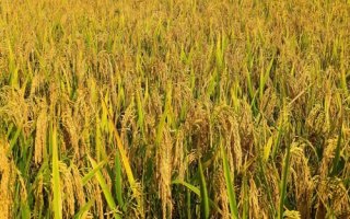 隆8优526水稻品种的特性,每亩有效穗数16.6万穗