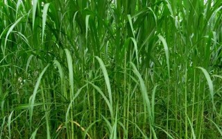 养牛的饲料有哪些，常见的有象草、玉米叶、花椰菜等