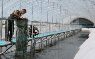 大棚养虾的成本和利润，一亩池塘的净利润为22000元左右