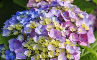 怎么养绣球花，养护温度是18-28℃左右