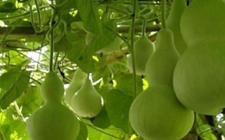 葫芦属于哪种植物，属于葫芦科、葫芦属一年生草本植物