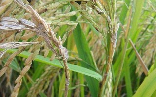 湘州优918水稻种子介绍，每亩基本苗6万左右