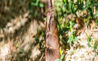 竹笋什么时候长出来，不同品种的竹子发笋时间不一样