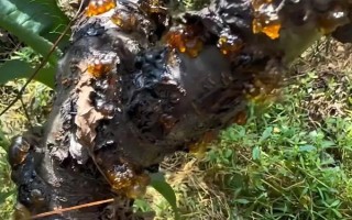 春雷霉素能防治稻瘟病吗，对苗瘟和叶瘟的防治效果都不错