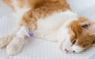猫得了猫瘟后如何紧急治疗，主要注射猫瘟单克隆抗体和猫干扰素