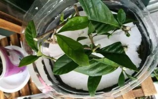 栀子花如何扦插，在八月份左右进行