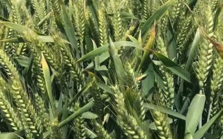 品育8012小麦种子特征特性，生育期238天