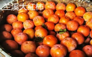 浙江省兰溪市的特产,兰溪杨梅深受消费者喜爱