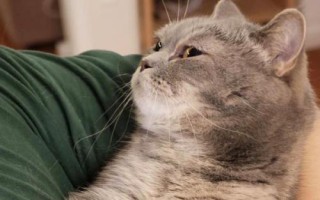 抱猫的正确方式,手必须随时随地都要托住猫的身体