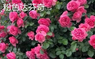 哪些爬藤月季比较好,包括大游行、胭脂扣、粉色达芬奇等品种