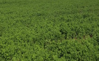 秋天种苜蓿能不能过冬，能过冬但要施足底肥