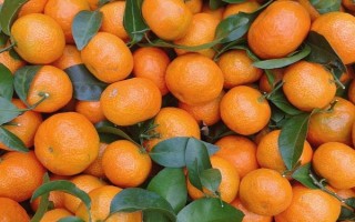 好吃的水果有哪些,常见草莓、火龙果、砂糖桔等品种