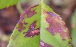 微型月季的养殖方法，宜选用直径20公分左右的花盆