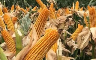 毕玉8号玉米品种的特性，以保证该品种对热量条件的要求