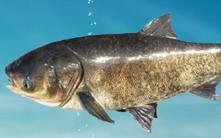 鳙鱼爱吃什么味型的食物，喜欢吃臭味、酸味和腥味的食物