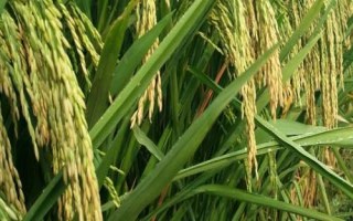 吉粳536水稻种简介，每亩有效穗数22.2万