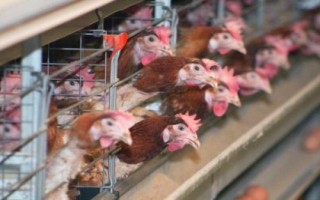 自家养的鸡冬天怎么让它下蛋，保持鸡舍温度和提供光照等