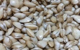 花甲的品种,常见的有花蛤、毛蛤、文蛤等