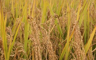 奥富优287水稻品种简介,每亩有效穗数12.7万穗