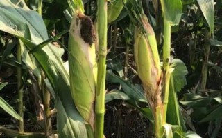 金禾666玉米种简介，适合中等肥力以上地块种植