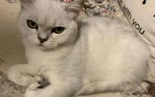 猫咪绝育后为什么会发胖，主要是因为更安于家室而进食过量和缺乏运动