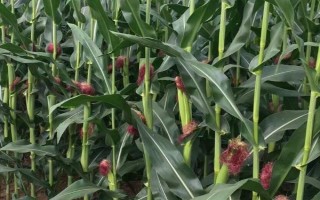T3117K玉米种子特点,密度4000株/亩左右