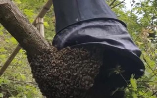 野生蜜蜂的捕捉方法,将蜂蜡涂抹在蜂箱中可起到引诱效果