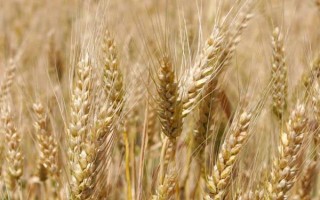 皖垦麦1号小麦种子简介