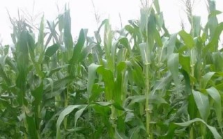 正红816玉米种子特征特性,中抗大斑病