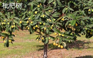 阳光不足的地方适合种什么果树，适合种枇杷树、石榴树等