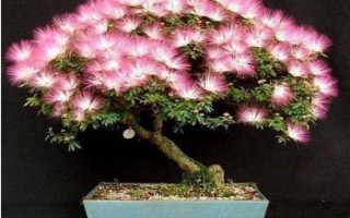 怎么养合欢花，在生长期间应该保证有足够的光照