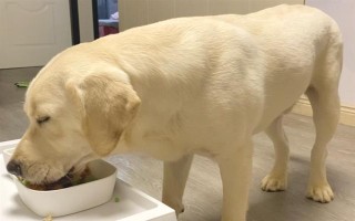 养狗的误区,常见以下6个