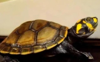 黄头侧颈龟能不能养，野生的不能人工饲养