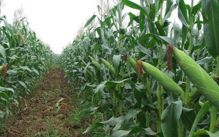 什么品种的玉米种子好，常见的有伟科702、华农866等