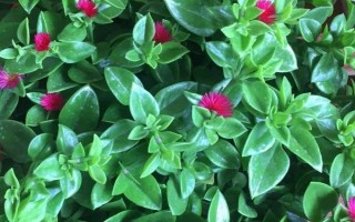 玫瑰吊兰和牡丹吊兰有什么区别，是同一种植物