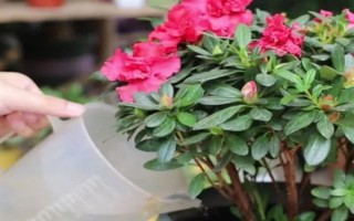 如何养好杜鹃花，生长期需要保持它的光照充足