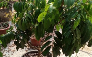 龙眼子盆栽怎么种，选择PH值在5.4-6.5之间的沙质土壤