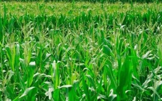 益农玉24号玉米种子特点，普通玉米品种