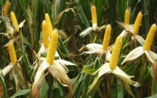 中糯336玉米种子简介,高抗瘤黑粉病