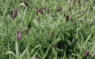 平贝母亩产多少斤,亩产量大约在2600-3400斤之间