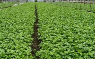 芹菜生长期如何管理，做好水肥、温度和病虫害管理工作