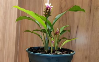 如何让姜荷花的种球发芽，埋入土壤中要浇透水