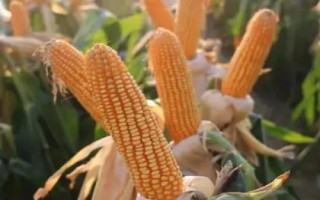 中泰932玉米种子介绍,中等肥力以上地块栽培