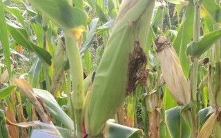 郑单958玉米种子简介，单作每亩种植5000株左右