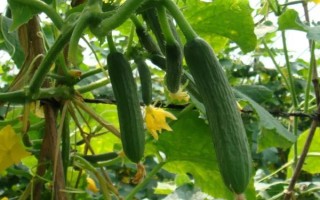 棚室更茬换季要注意什么，为图省事将残株杂草翻入地中容易引发病虫害