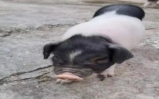 二元猪和三元猪有什么区别，三元猪生长速度更快