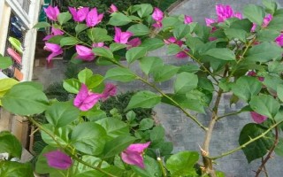 三角梅夏天的养殖方法,生长温度控制在15-25℃之间