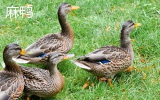 土鸭和麻鸭的区别，养殖方式不同