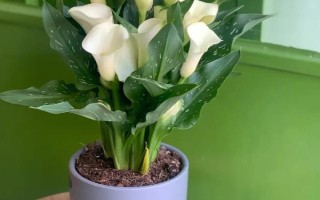 马蹄莲的风水作用，一般象征着吉祥如意